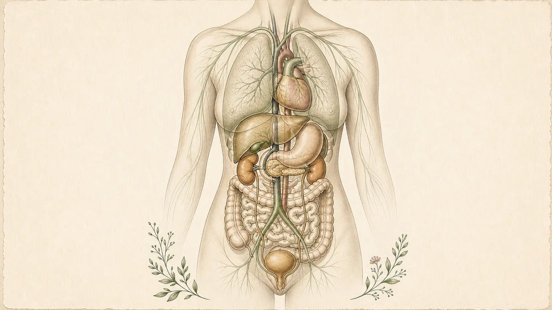 Illustrated anatomical plate showing the body's elimination pathway through the liver, kidneys, lymphatic system, and digestive tract