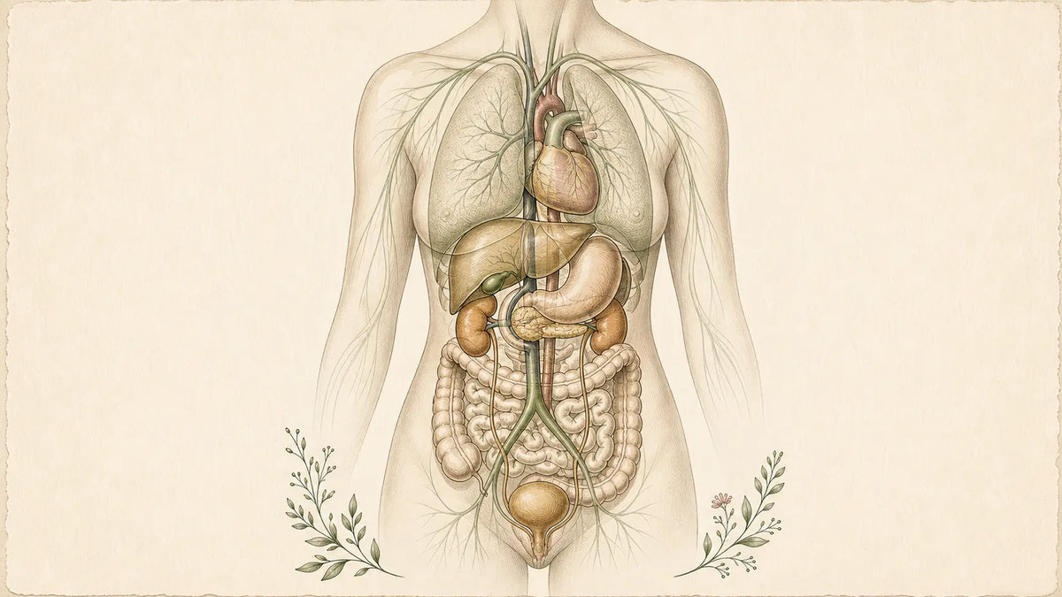 Illustrated anatomical plate showing the body's elimination pathway through the liver, kidneys, lymphatic system, and digestive tract