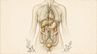 Illustrated anatomical plate showing the body's elimination pathway through the liver, kidneys, lymphatic system, and digestive tract