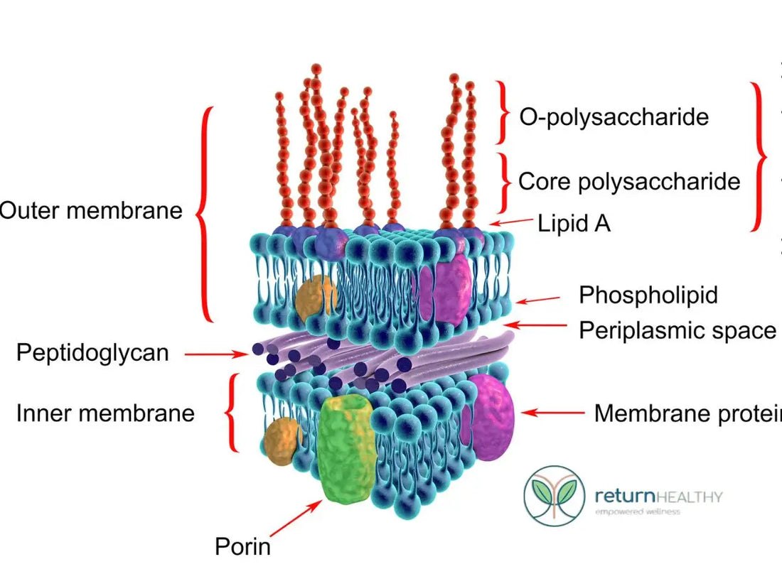Cell membrane and phospholipid concept, for an article on the health benefits of phospholipids.