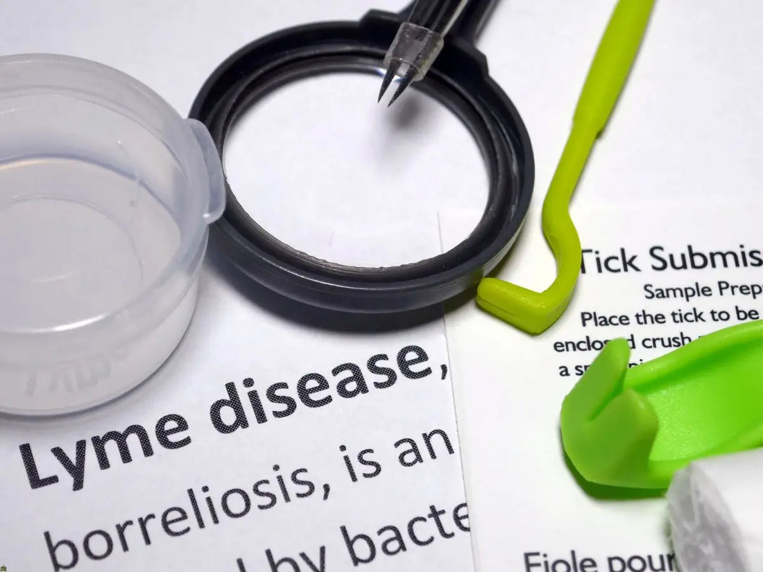 When Flare-Ups Start Losing Their Grip: The Quiet Turning Point in Lyme Recovery
