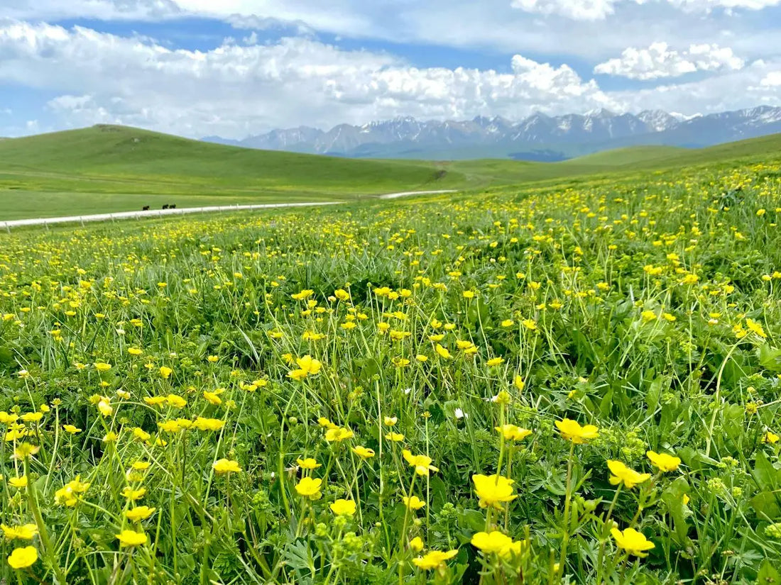 Why Histamine Symptoms Often Get Worse in Spring (And How to Support Your Body Naturally)