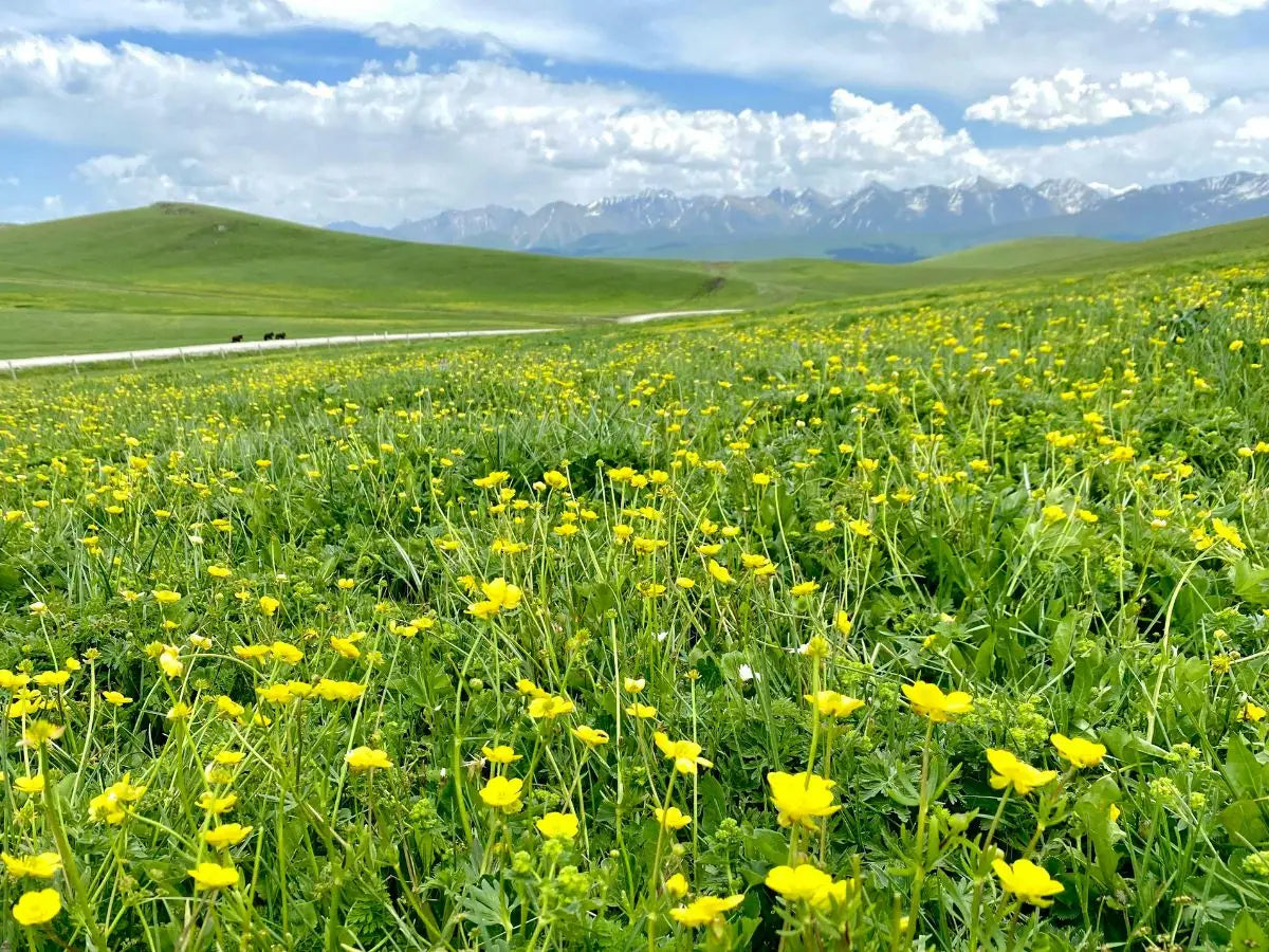 Why Histamine Symptoms Often Get Worse in Spring (And How to Support Your Body Naturally)
