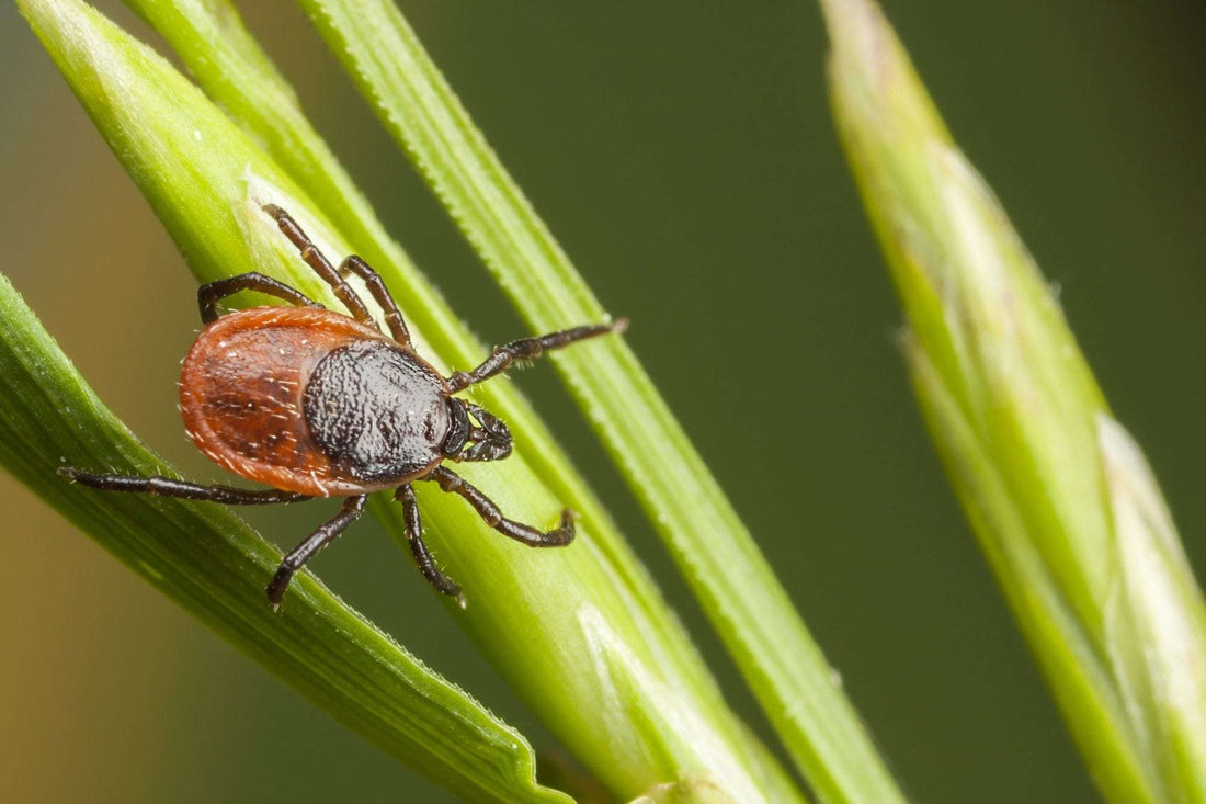 Ticks: Prevention, Checks, and Testing