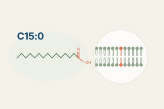 Diagram of the C15:0 molecule, a fifteen-carbon saturated chain with its carboxyl group, beside a magnified cell membrane bilayer with one lipid highlighted