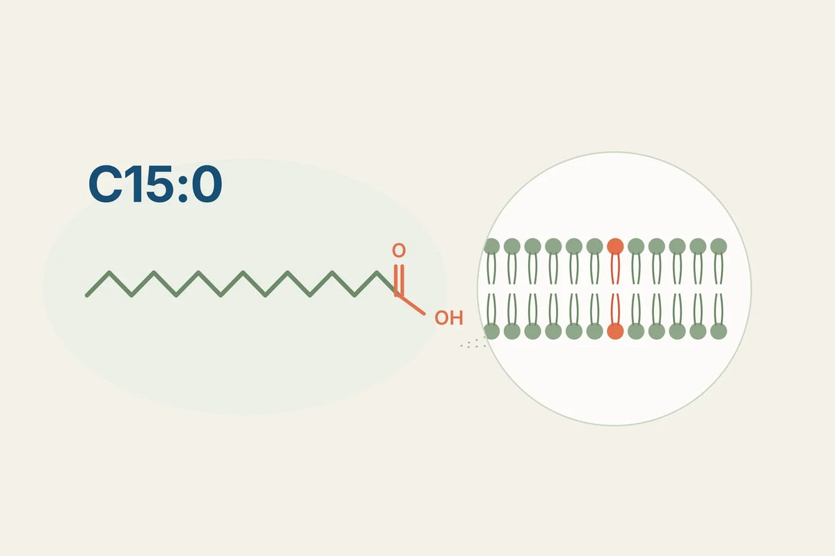Diagram of the C15:0 molecule, a fifteen-carbon saturated chain with its carboxyl group, beside a magnified cell membrane bilayer with one lipid highlighted