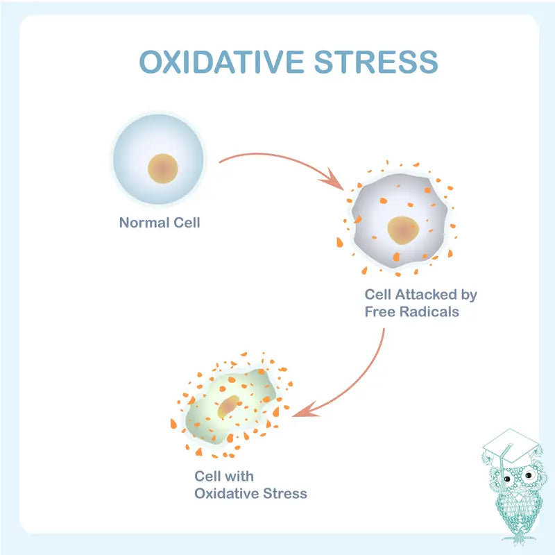 The Health Benefits Of A Glutathione Supplement