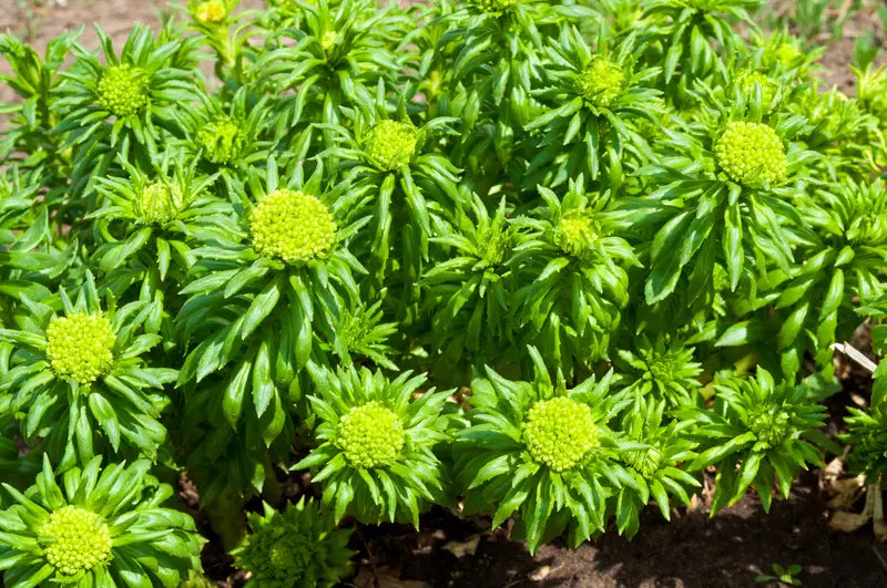 What Are The Benefits Of Rhodiola Rosea Supplements?
