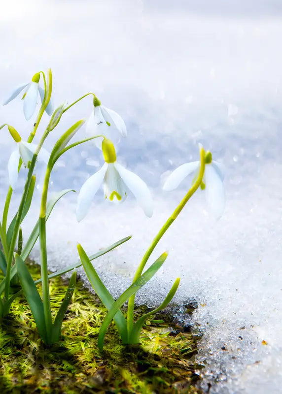 Spring wellness scene, illustrating an article on immune-supporting supplements for the season.