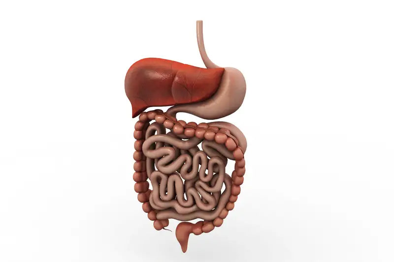Common Causes Of Digestive Problems