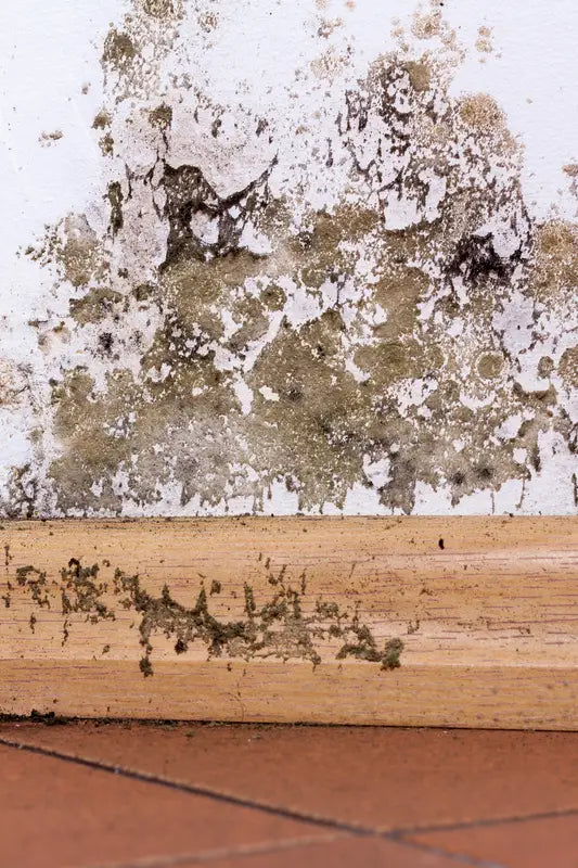 Home mold inspection concept for Mold Awareness Month, with prevention tips.