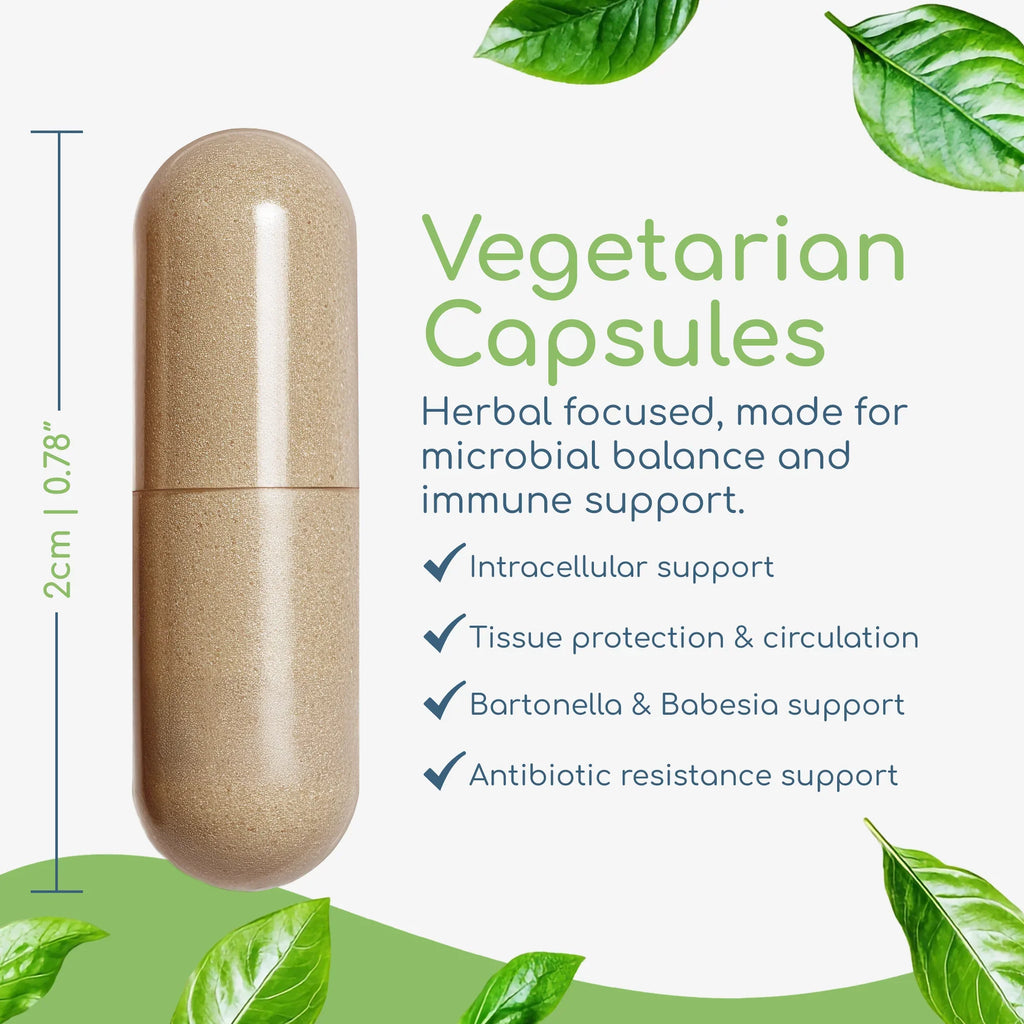 Cryptolepis Concentrate capsule showing size with concentrated microbial and immune system support benefits